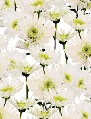 Gerbera