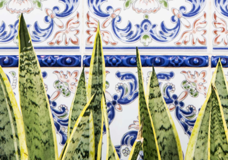 Moroccan Botany