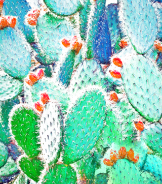Painted Cactus