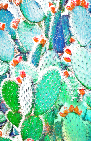 Painted Cactus