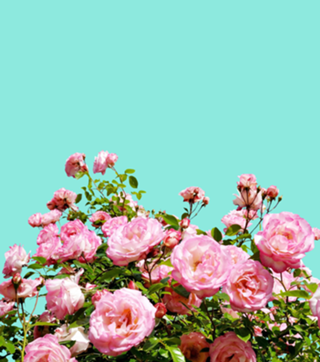 Blissful