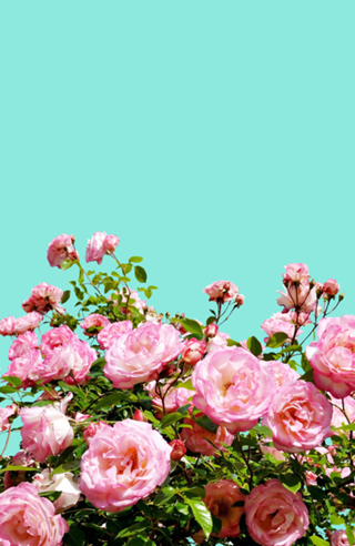 Blissful