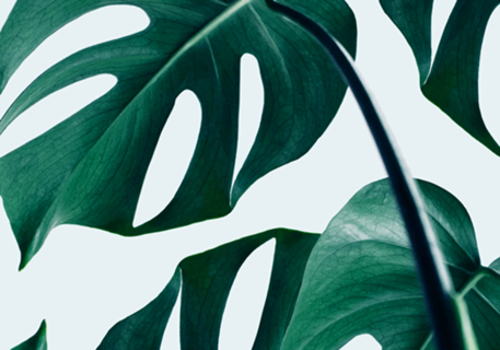 Monstera