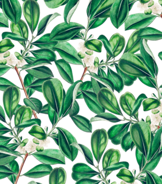 Botanica