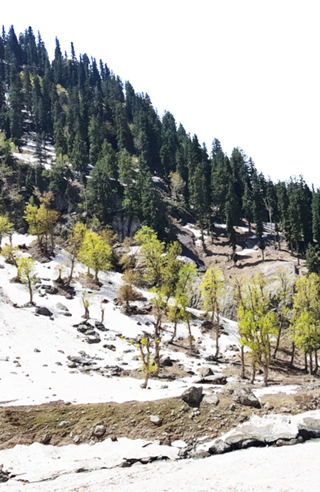 Kashmir v2
