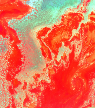 Sea Green and Coral
