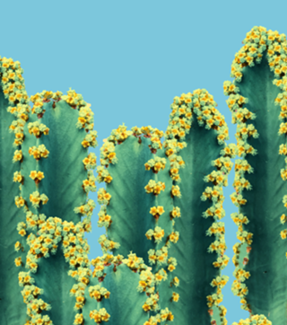 Adorned Cactus V2