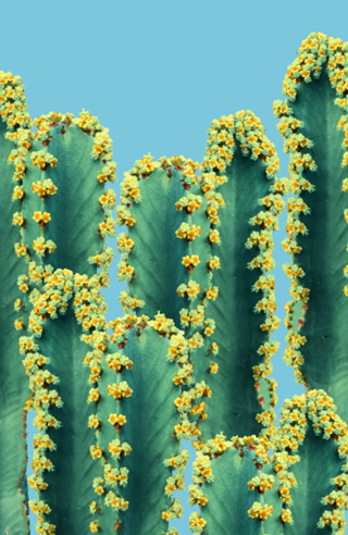 Adorned Cactus V2