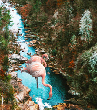 Flamingo Forest
