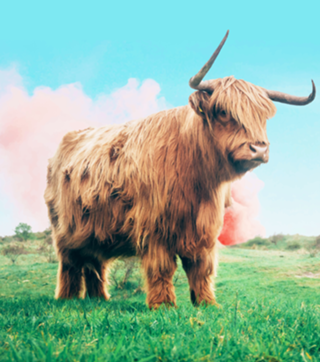 Highland Cow