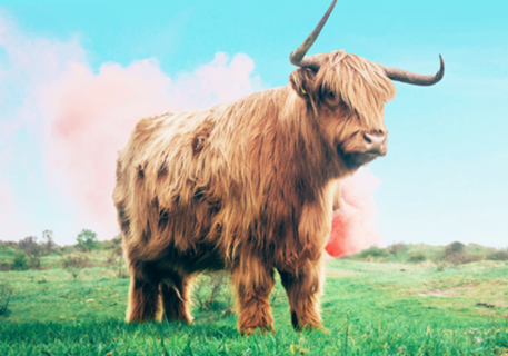 Highland Cow