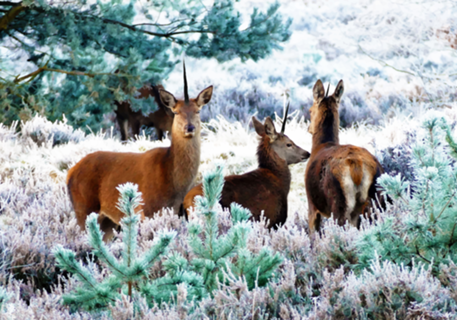 Unicorn Deer