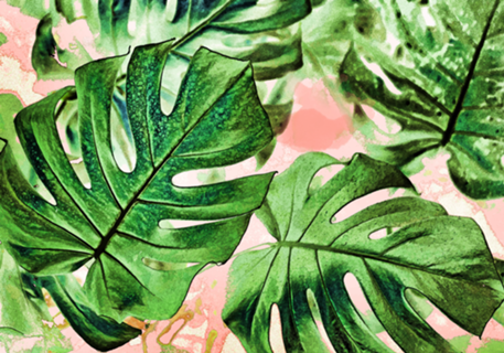 Monstera Beauty