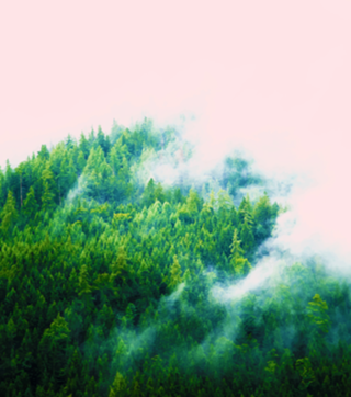 Into The Fog