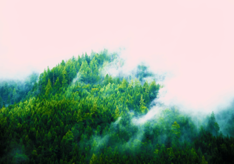 Into The Fog