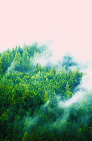 Into The Fog