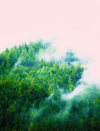 Into The Fog