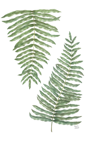 Samambaias