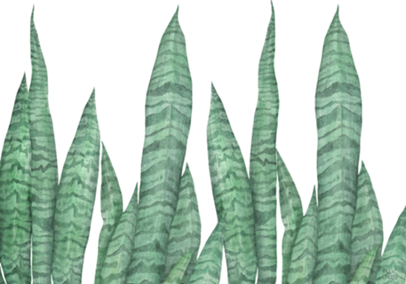 Sansevieria I