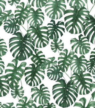 Monstera deliciosa