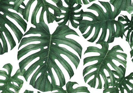 Monstera deliciosa