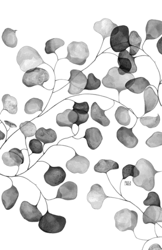 Eucalyptus cinerea