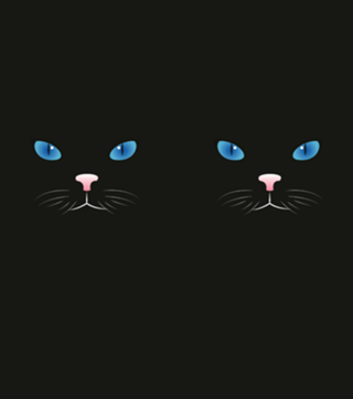 Gato preto