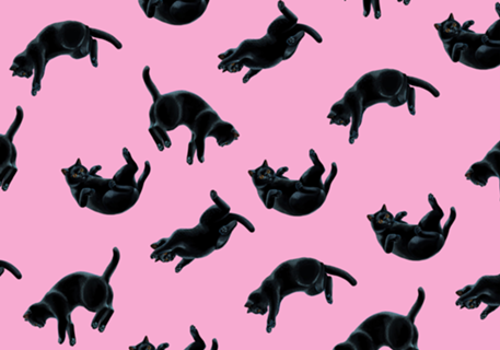 Gatos Pretos