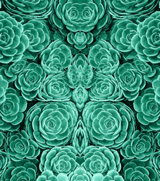 Conjunto de Cactos II
