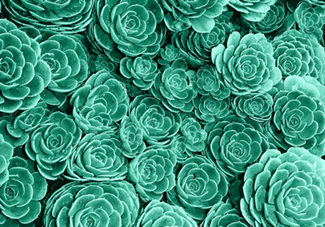 Conjunto de Cactos II
