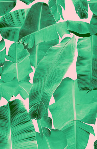 Padrão Tropical II