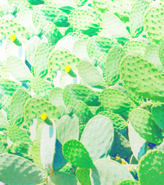 Jardim de cactos