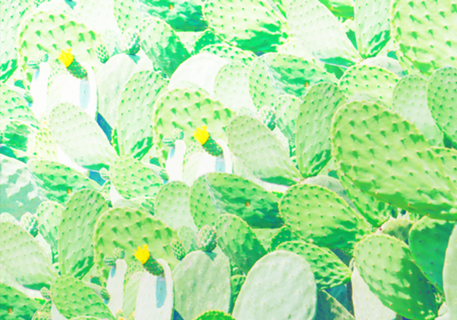 Jardim de cactos