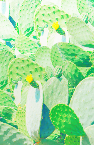 Jardim de cactos