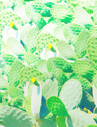 Jardim de cactos