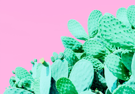 Jardim de cactos em fundo rosa