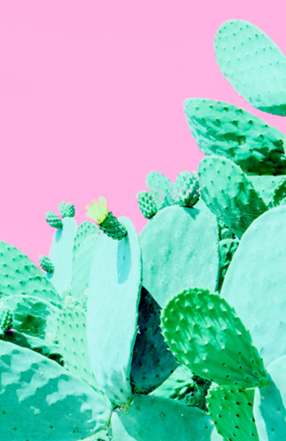 Jardim de cactos em fundo rosa