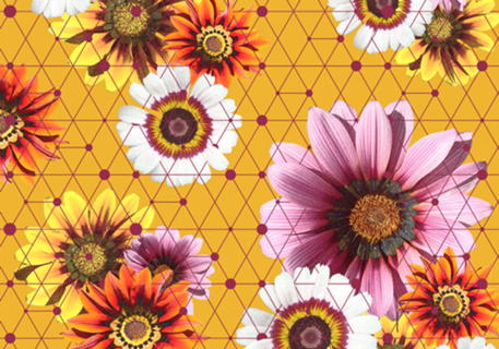 Flores e Linhas