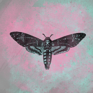Moth in Pink