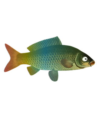 O peixe
