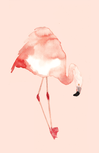 ´phoenicopteridae