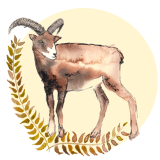Capra