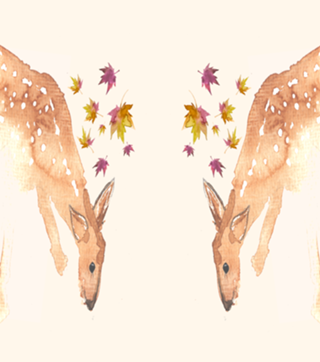 Cervidae ii