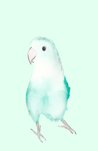 Agapornis