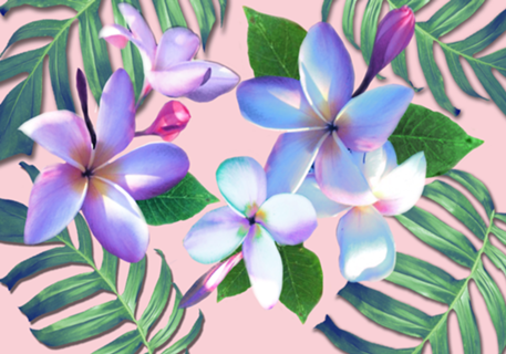 Plumerias