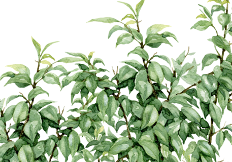 Botanical