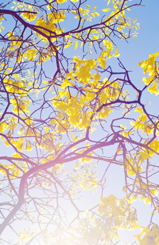 Ipê Amarelo