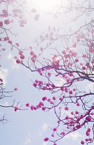 Ipê Rosa