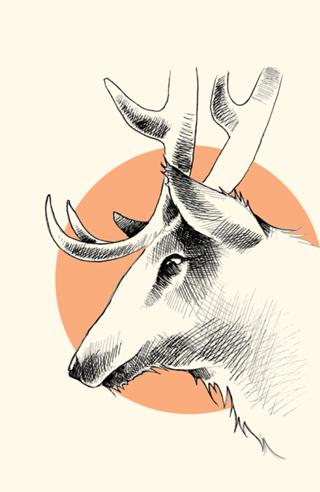 Oh Deer!
