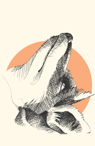 Foxy